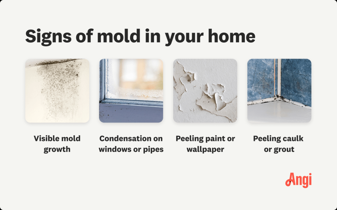 Mold house if problem have story local Mold house if problem have story local