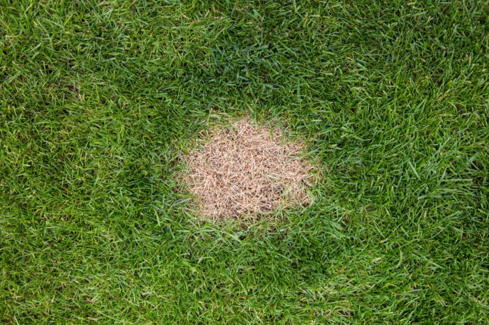 5 Steps to Diagnose and Fix a Brown Spot in Your Lawn