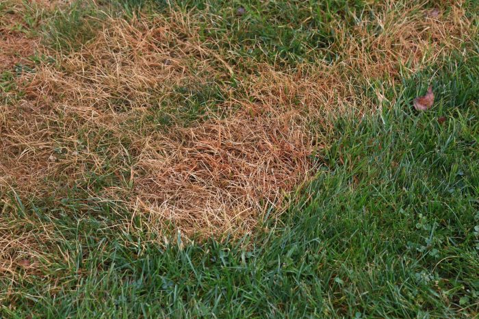 5 Steps to Diagnose and Fix a Brown Spot in Your Lawn